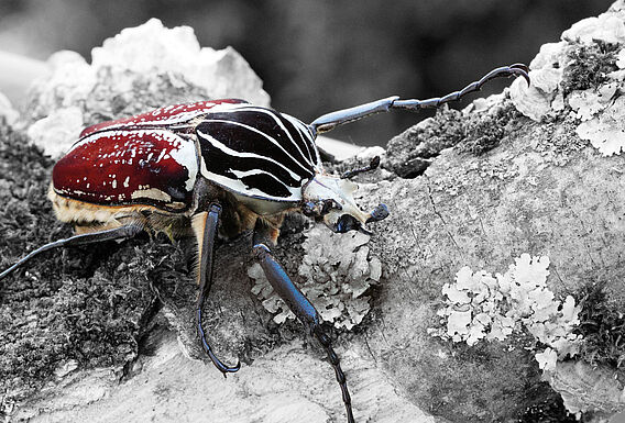 Insektenwunder