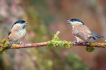 Monatstreff «Drüber rede»
