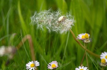Silberstern - Begegnung plus...