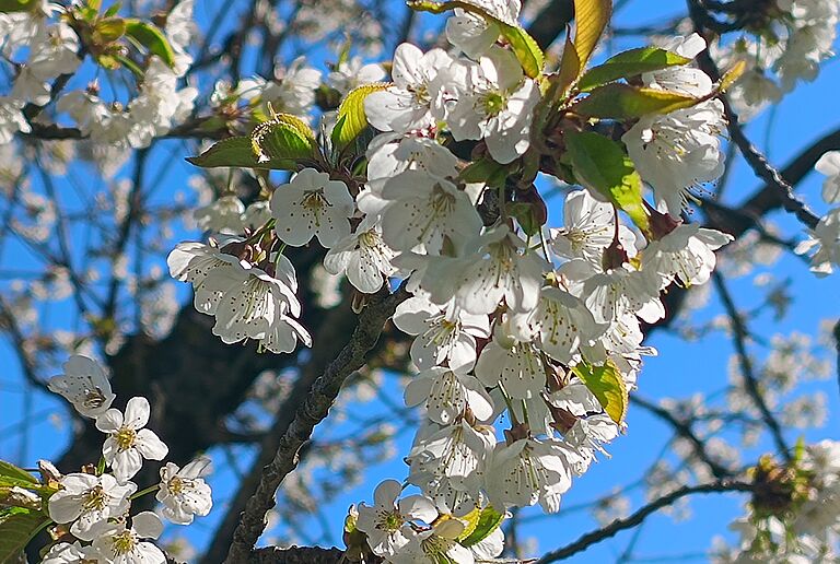  Bild: Apfelblüten in der Umgebung von Mariastein, aufgenommen im Frühjahr 2025. (Foto Martin Gross) 