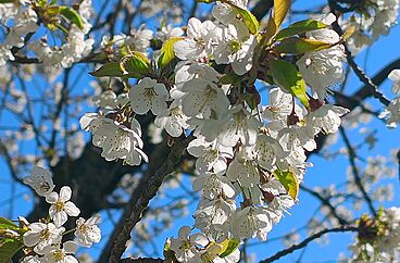  Bild: Apfelblüten in der Umgebung von Mariastein, aufgenommen im Frühjahr 2025. (Foto Martin Gross) 