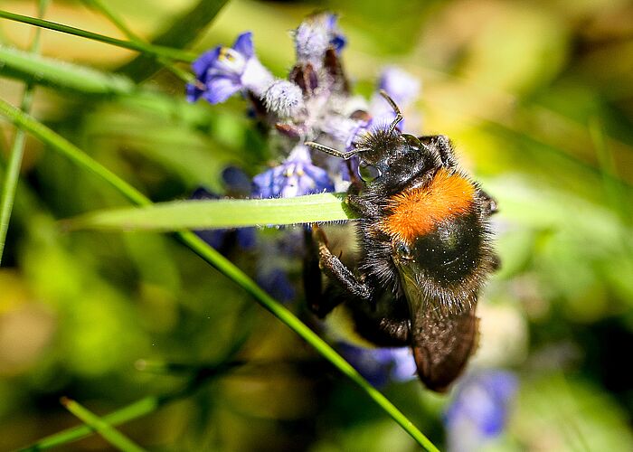 «Hummel mit Heizung» Exkursion & Vortrag - Cham Delta lädt herzlich ein